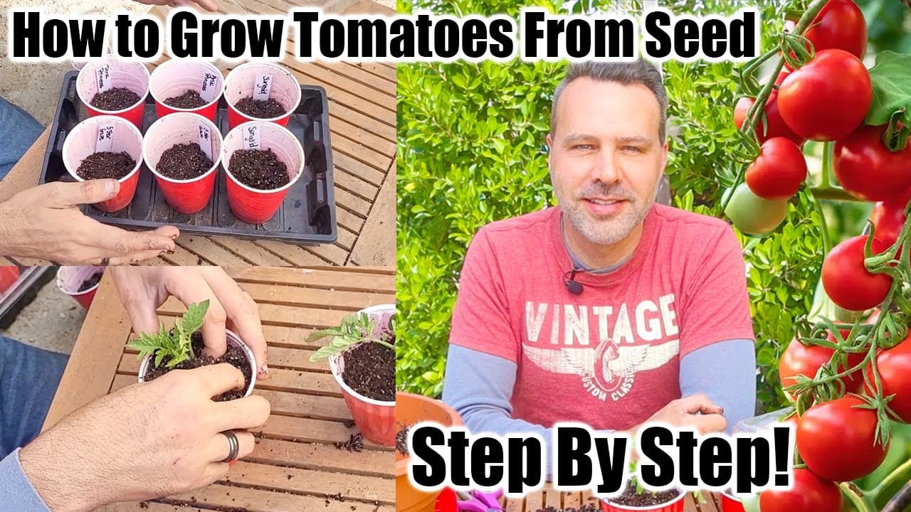 How to Grow Tomatoes From Seed: 7 Step Beginner Guide