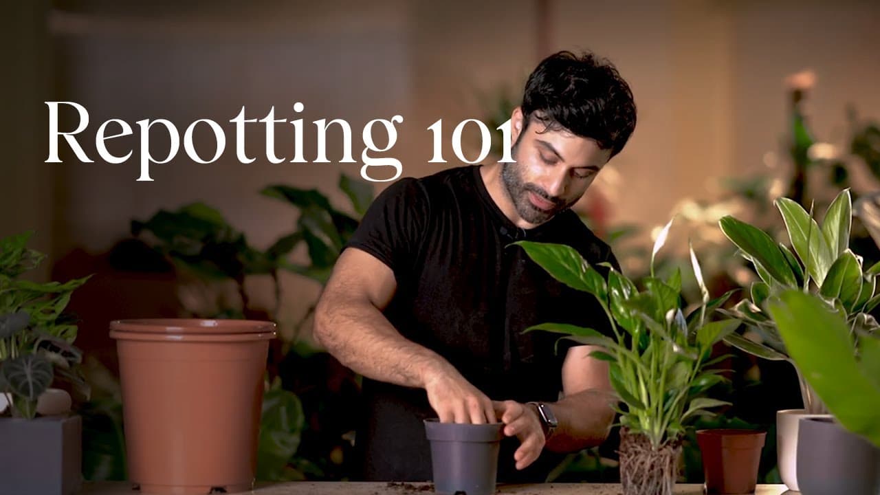 How to Repot a Plant - 7 Steps for Healthy Roots