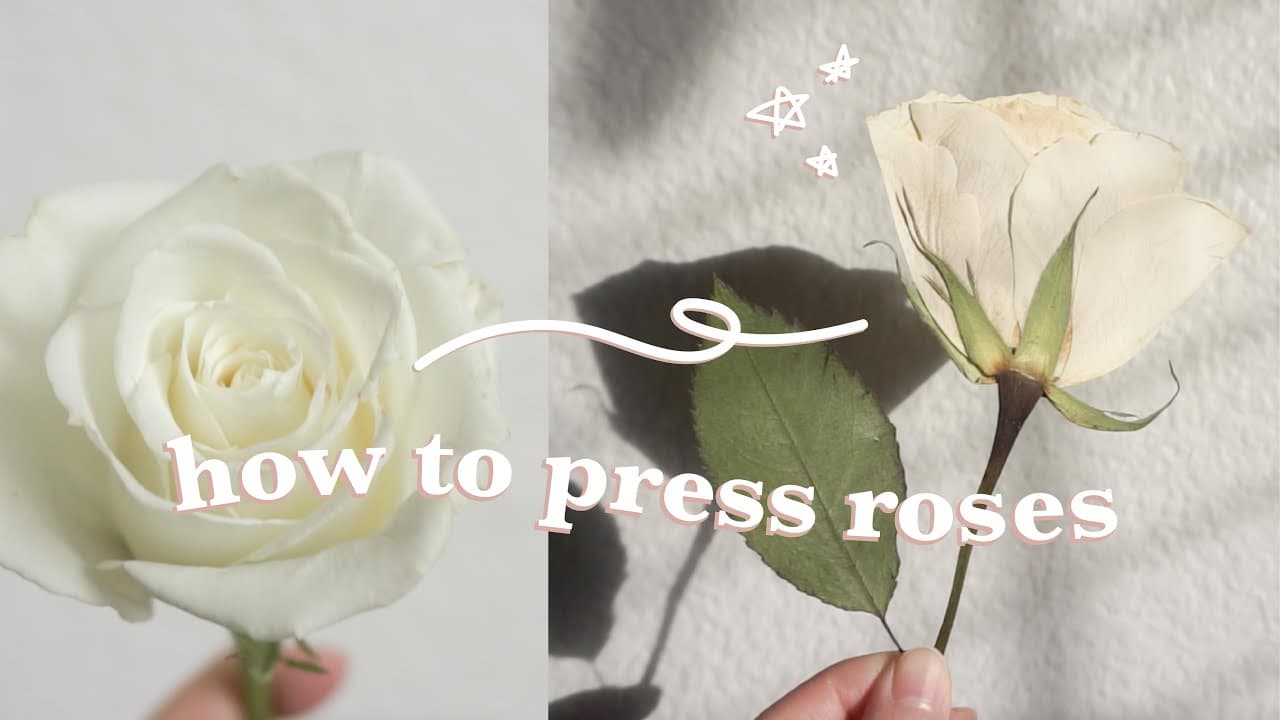 How to Press Flowers - 2 Methods for Roses and More