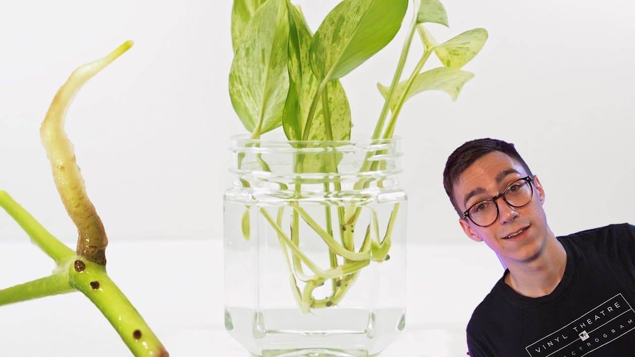 How to Propagate Pothos: 2 Easy Water-Rooting Methods