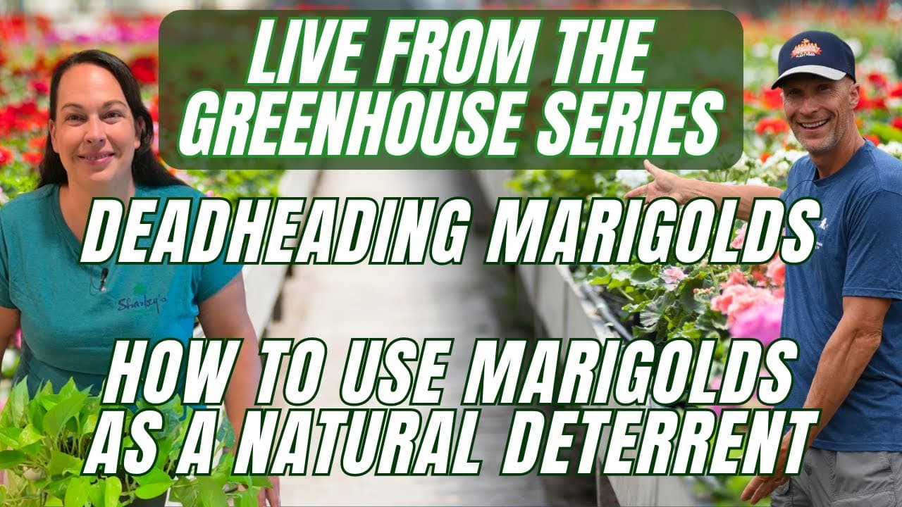 How to Deadhead Marigolds (For Continuous Summer Blooms)