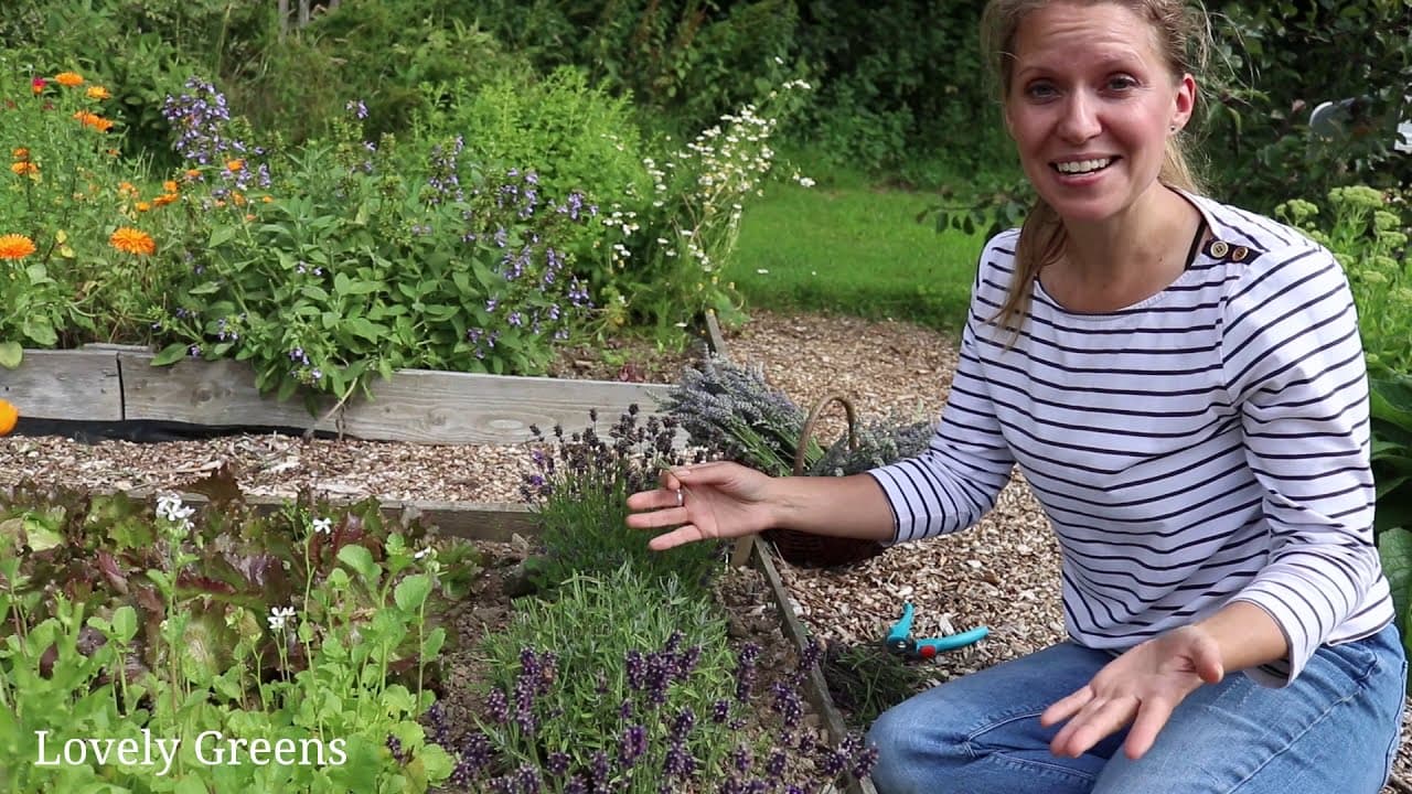 How to Dry Lavender at Home