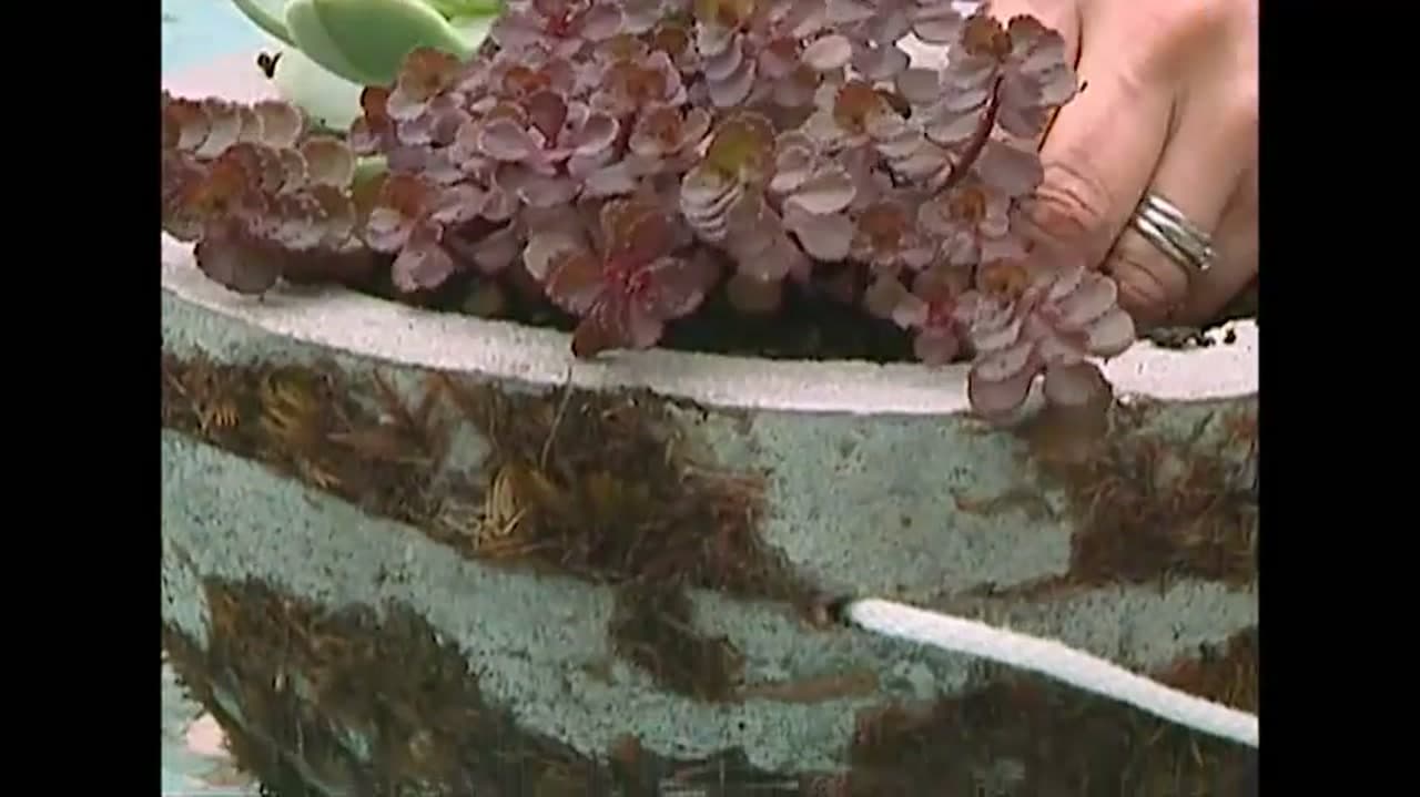 Step 8: Step 8: Plant It Up and Hang It