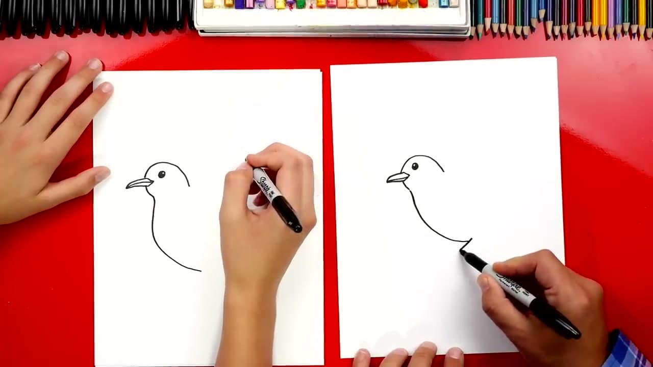 Step 4: Step 4: Draw the belly and body outline