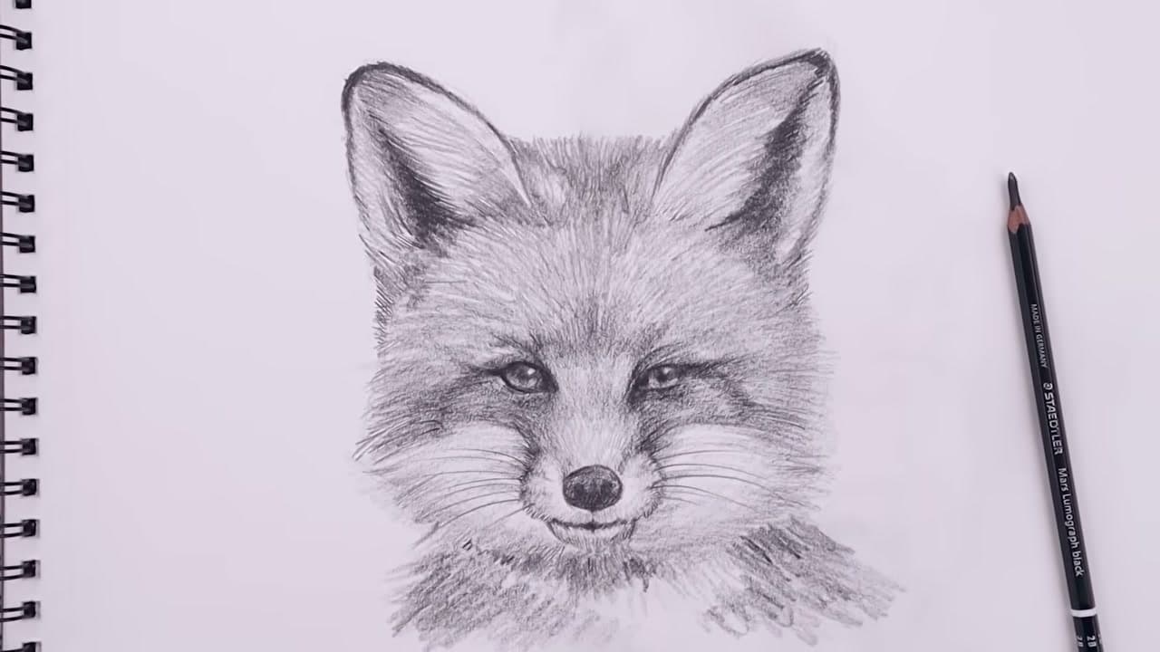 How to Draw a Fox - Realistic Pencil Sketch in 8 Steps