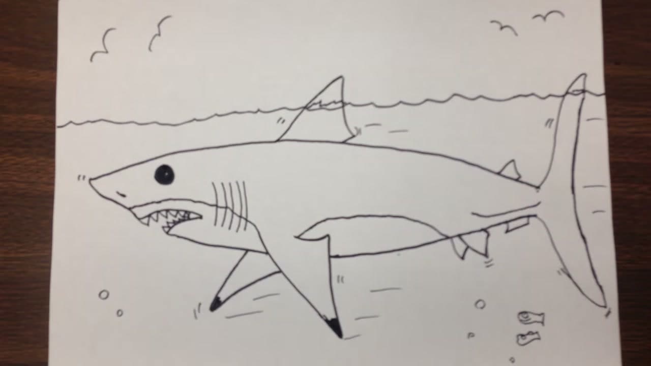 How to Draw a Shark - Great White in 8 Marker Steps