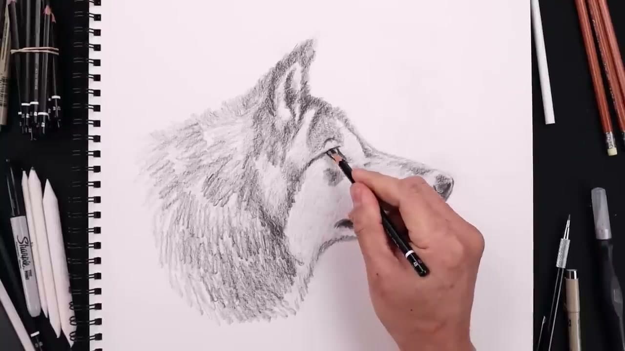How to Draw a Wolf: 10-Step Beginner Pencil Tutorial