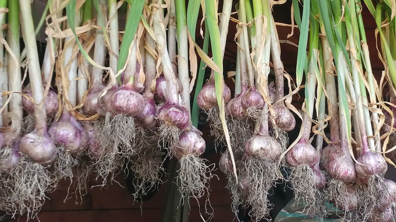 How to Regrow Garlic from a Clove