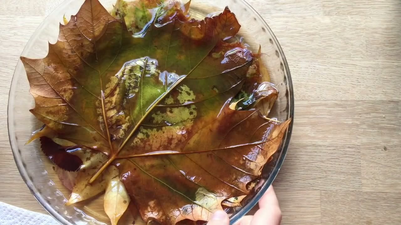 Step 7: Leave It for Two to Six Days - How to Preserve Fall Leaves