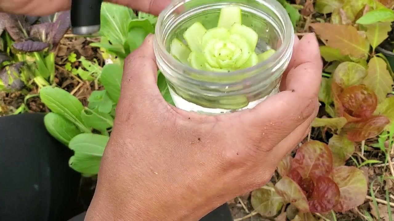 How to Regrow Bok Choy from the Base