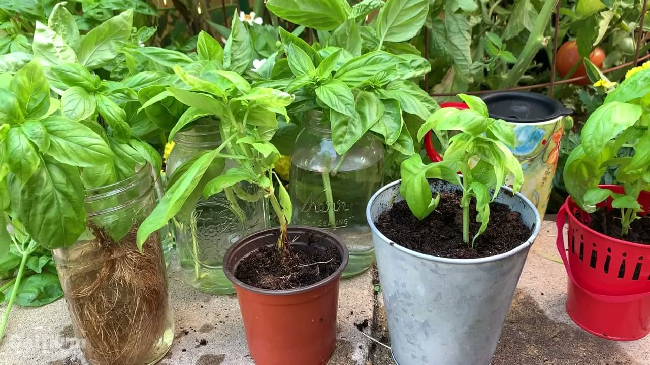 How to Grow Basil from Cuttings