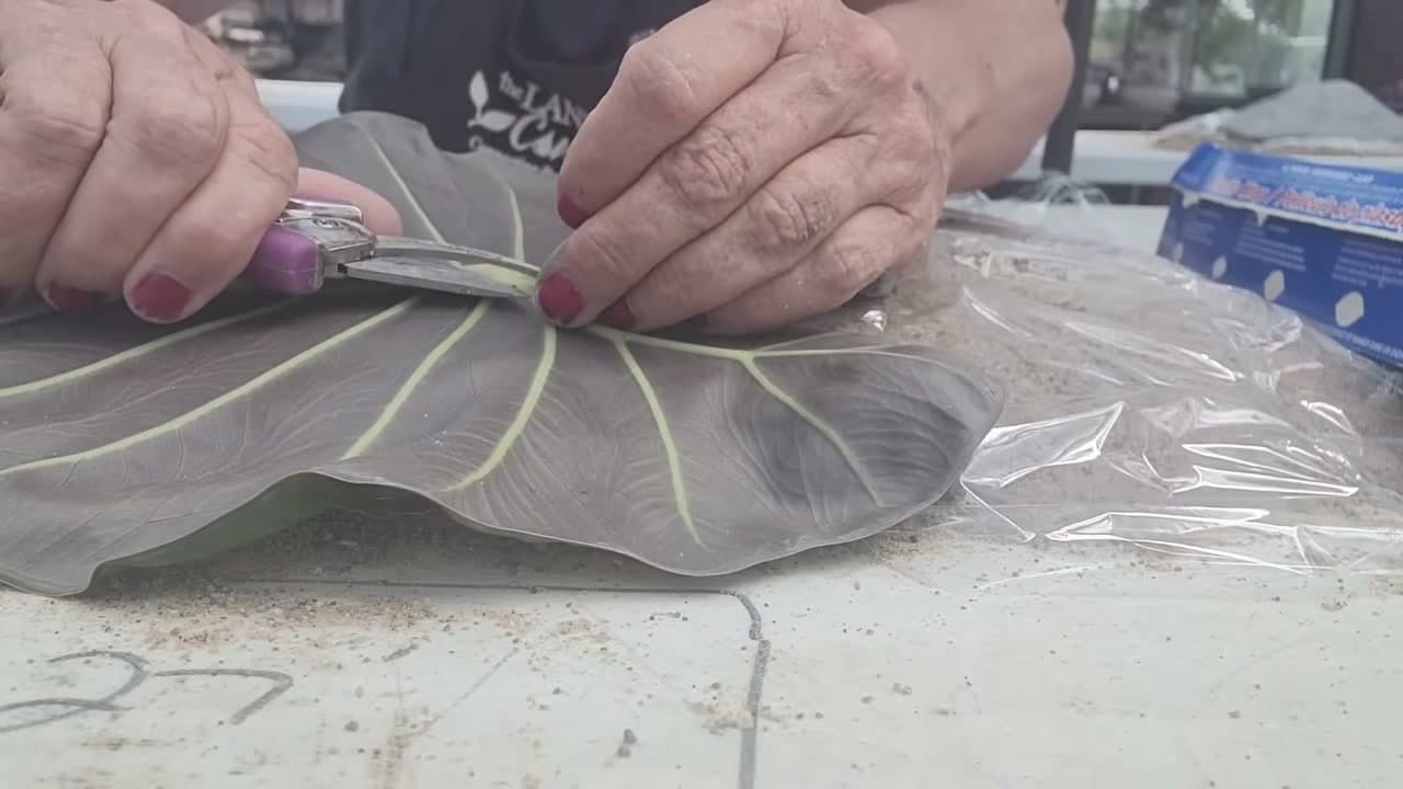 Step 5: Lay the Leaf and Spray It - How to Make a Concrete Leaf Casting