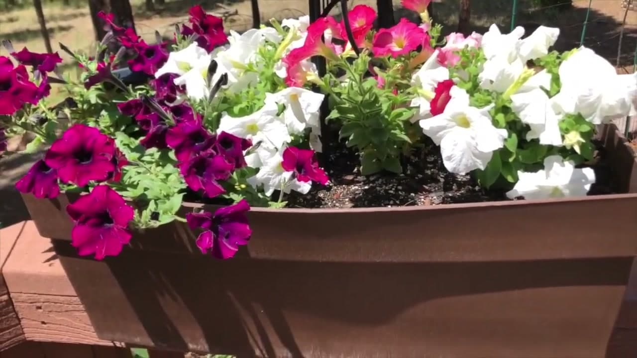How to Deadhead Petunias (Step by Step)